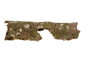 Beyaz arka plan üzerinde kabuk