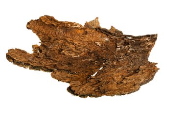 Beyaz arka plan üzerinde kabuk