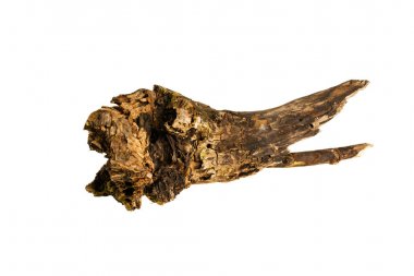 Beyaz arka plan üzerinde Budak