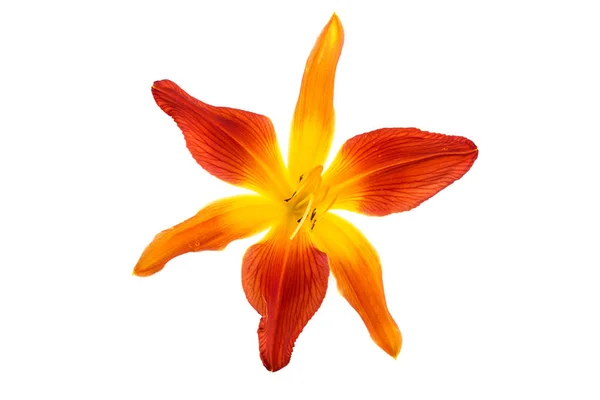 Flower Lily White Background — Stock Photo, Image