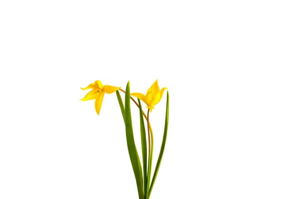 Tulipano Giallo Foresta Sfondo Bianco — Foto Stock