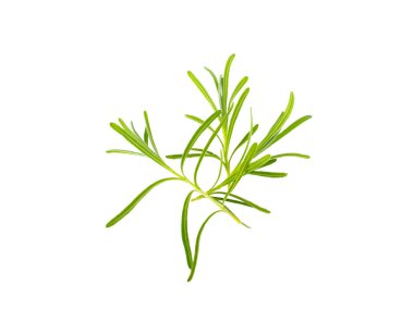 Rosemary on white background