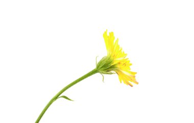 Kara hindiba beyaz zemin üzerine sarı