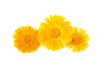 Beyaz arkaplanda Marigold