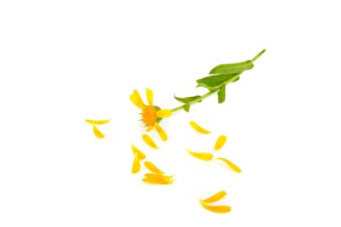 Beyaz zemin üzerine calendula yaprakları çiçek