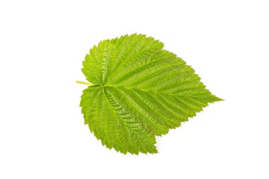 Ahududu Yaprakları Beyaz Arkaplanda