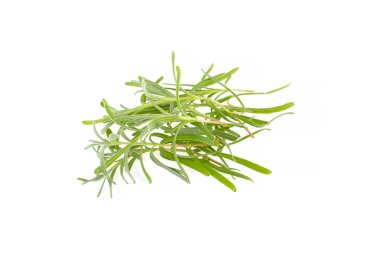 Rosemary on white background