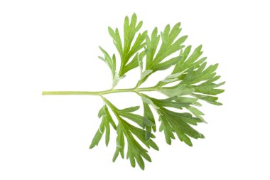 Beyaz arka plan üzerinde tıbbi pelin fışkın