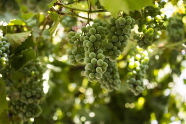 Gökyüzüne karşı yeşil üzüm