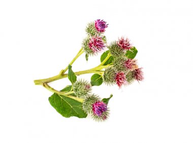 Dulavratotu beyaz bir arka plan üzerinde