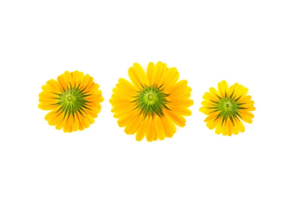 Marigold White Background — Stock Photo, Image