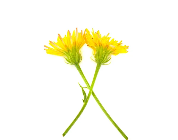 Yellow Dandelion White Background — Stock Photo, Image
