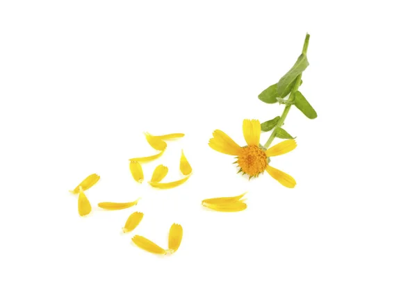 Flower Calendula Petals White Background — Stock Photo, Image