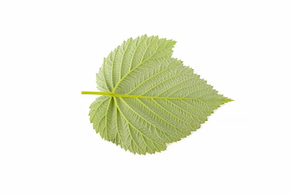 Φύλλα Βατόμουρο Λευκό Φόντο — Φωτογραφία Αρχείου