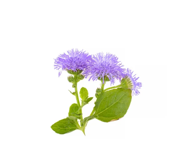 Flor Pequeno Azul Fundo Branco — Fotografia de Stock