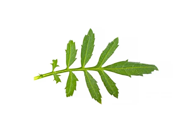 Leaf Tagetes Vit Bakgrund — Stockfoto