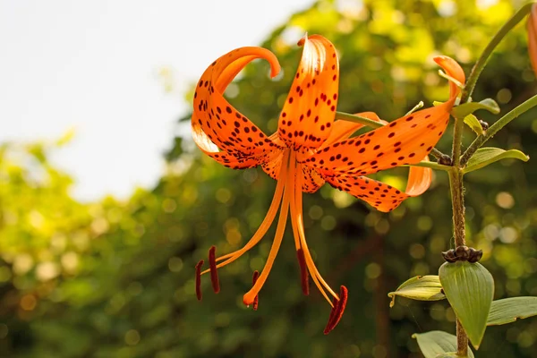 Tiger Lily Bulanık Bir Arka Plan Üzerinde — Stok fotoğraf