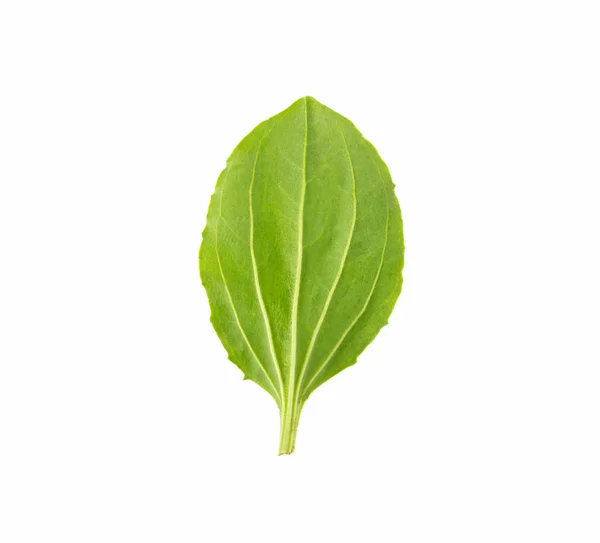 Plantain Leaf White Background — Stock Photo, Image