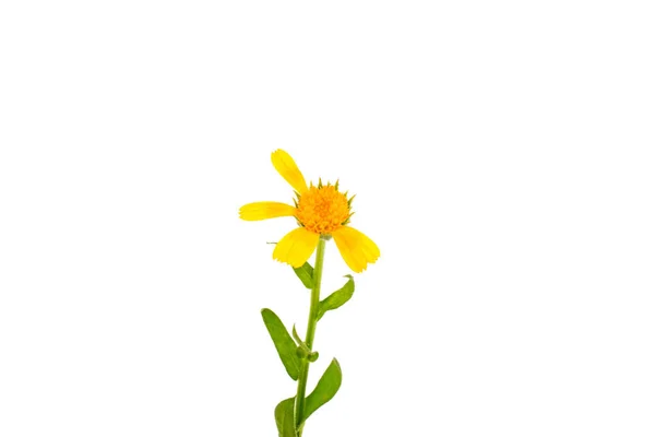 Цветок Календулы Белом Фоне — стоковое фото