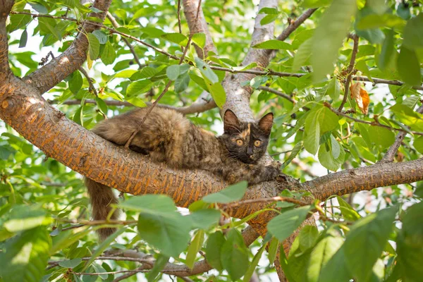 Ağaçtaki Kedi — Stok fotoğraf