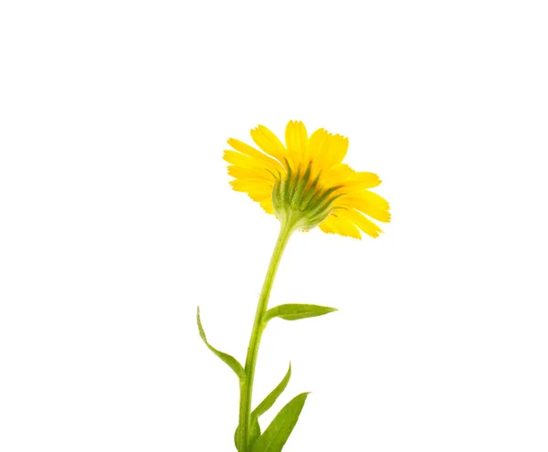 Flower Calendula White Background — Stock Photo, Image