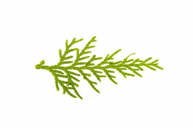 Beyaz arka plan üzerinde ardıç fışkın