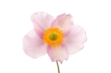 Anemon çiçeği beyaz arka plan üzerinde