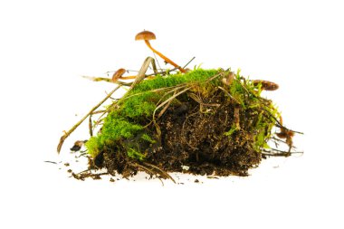 Beyaz arkaplanda yeşil yosun izole edildi