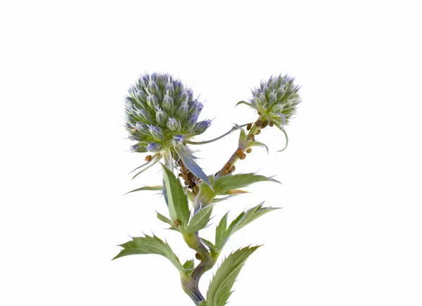 Flower herb thistle on white background