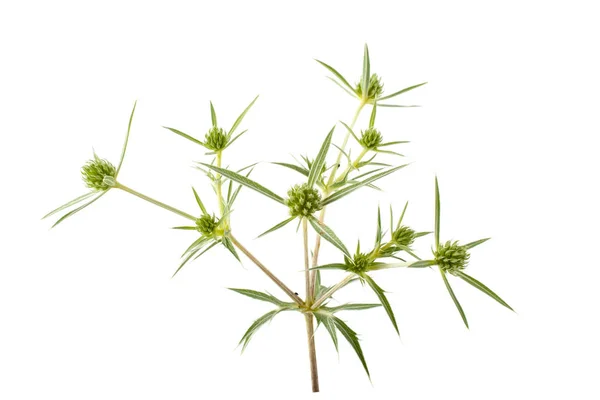 Flower Herb Thistle White Background — Stock Photo, Image