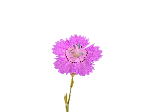 Immortelle Flower White Background — Stock Photo, Image