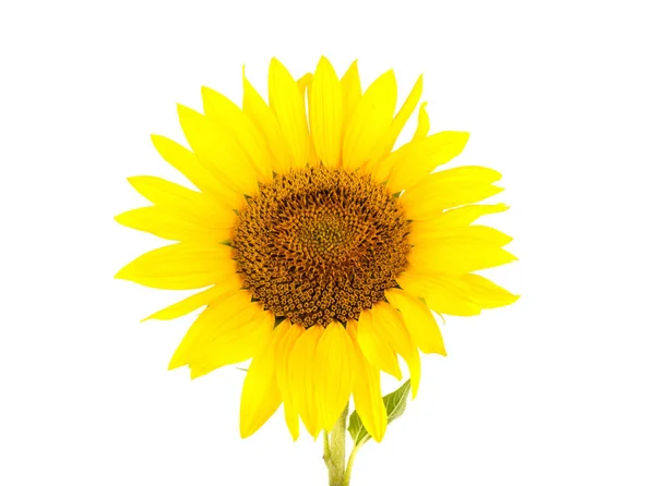 Sunflower White Background — Stock Photo, Image