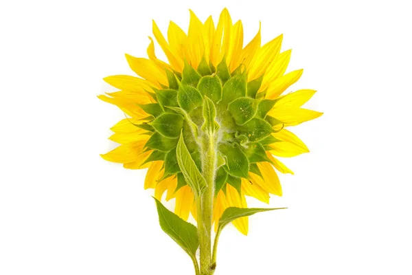 Sunflower White Background — Stock Photo, Image