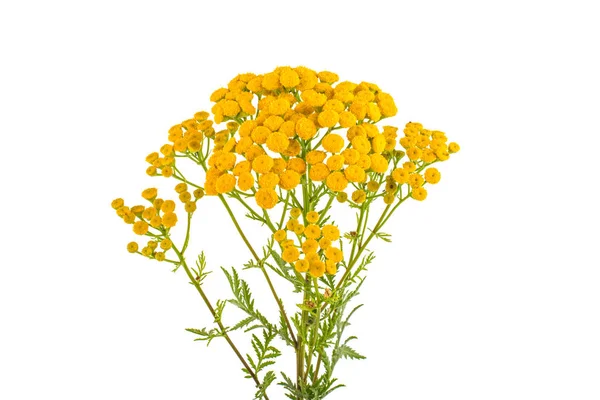 Beyaz bir arka plan üzerinde çiçek çim solucan otu