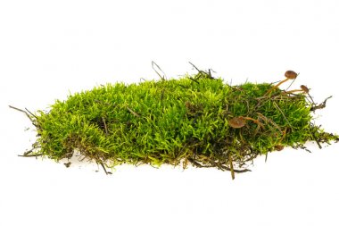 Beyaz arkaplanda yeşil yosun izole edildi