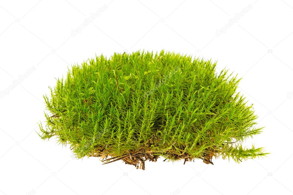 Moss isolated on white background
