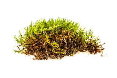 Orman moss, beyaz arka plan üzerinde izole