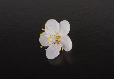 siyah bir zemin üzerine kayısı çiçek