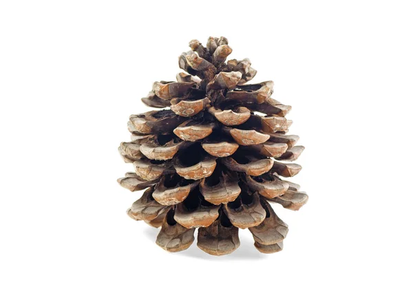 Pine cone isolated on white background — Stock Photo, Image