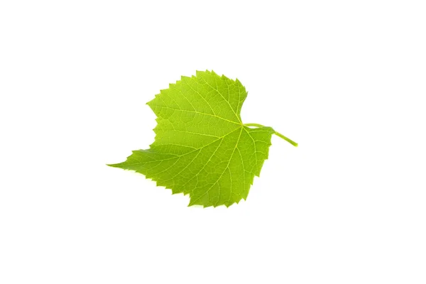 Folha de uva verde isolada sobre fundo branco — Fotografia de Stock