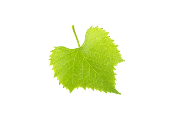 Feuille de raisin verte isolée sur fond blanc — Photo