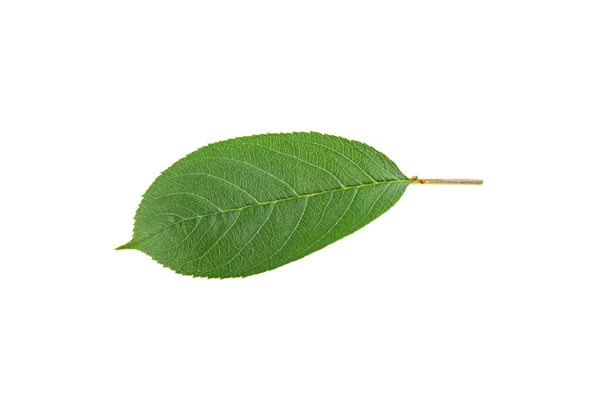 Зеленый вишневый лист выделен на белом фоне — стоковое фото