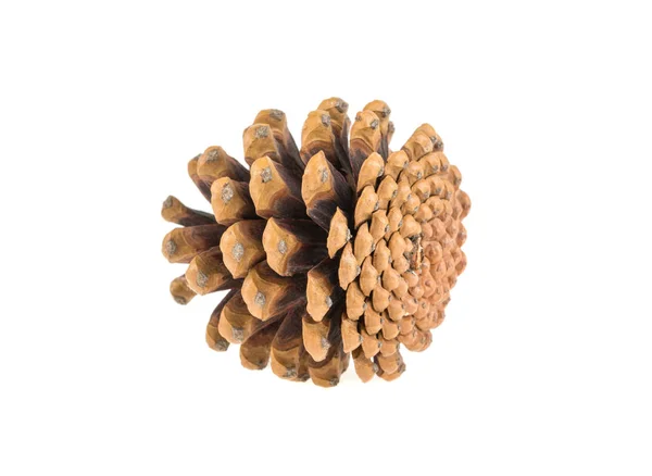 Pine cone on a white background isolated — Stock Photo, Image