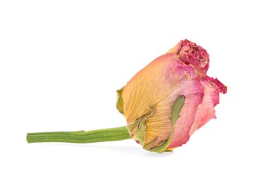 beyaz arkaplanda kuru gül tomurcuğu izole