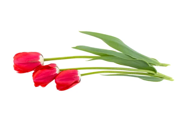 Trzy Kwiaty Tulipan Białym Tle Izolowane — Zdjęcie stockowe