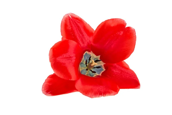 Тюльпанний Бутон Білому Фоні Ізольований — стокове фото
