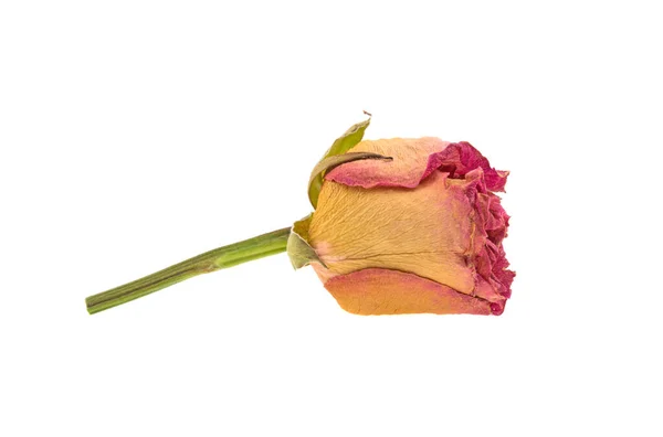 Dry Rose Bud White Background Isolated — Stock Photo, Image