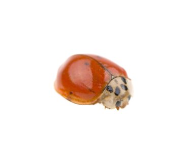 Beyaz arkaplandaki uğur böceği, izole