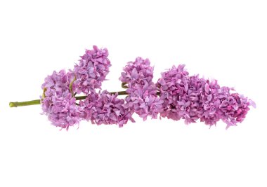 Beyaz arka planda leylak bir dal, izole.