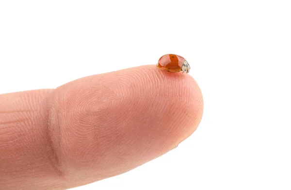 Lieveheersbeestje Een Vinger Een Witte Achtergrond Geïsoleerd — Stockfoto